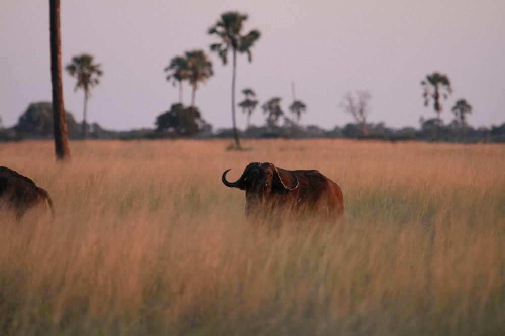 ホテルThe Hide Safari Camp Dete エクステリア 写真