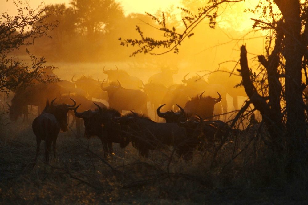 ホテルThe Hide Safari Camp Dete エクステリア 写真